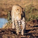 Leopard walking - Sabi Sand